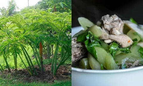 Cây dại ven bờ mương từng chỉ người nghèo mới ăn, nay thành đặc sản lạ giá 60.000 đồng/kg