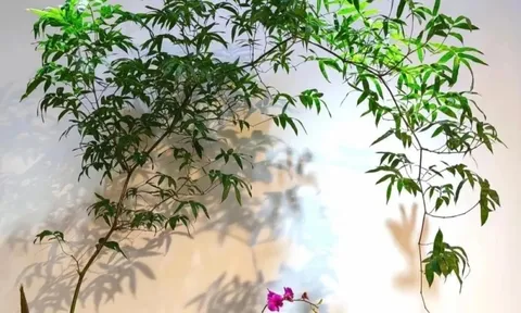 Loài cây này ai cũng biết, nhưng nó là “bảo vật phong thủy”, hóa vận xấu, giữ tài lộc thì ít người biết