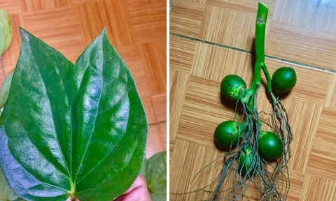 Tổ Tiên nói: 'Trầu hai ngọn, cau lại buồng', nhà ai có chắc chắn sẽ giàu, vì sao thế?