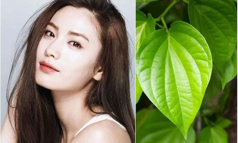 Cách làm chậm các dấu hiệu lão hóa sớm với lá trầu không