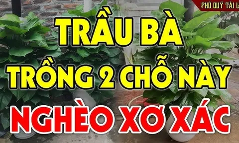 Cây trầu bà dễ trồng nhiều Lộc nhưng kị nhất tuổi này