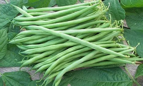 Loại đậu này rất giàu canxi, tốt cho xương khớp và chức năng gan thận