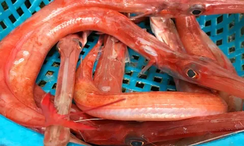 Loại cá có hình thù kì lạ, là món ăn được săn lùng nhất của người Việt