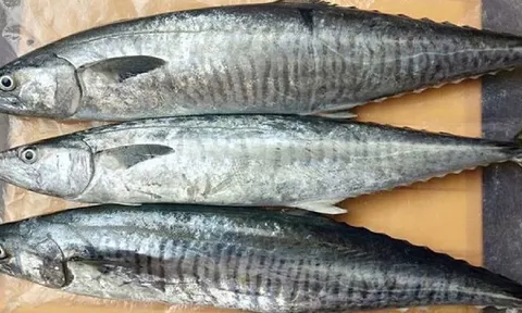 Top 4 loại hải sản được xếp vào nhóm có hàm lượng thủy ngân cao, ai cũng nên biết