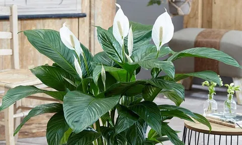 3 cây cảnh phong thủy quen thuộc với mọi nhà, vừa “hút” tài lộc, vừa tốt cho sức khỏe