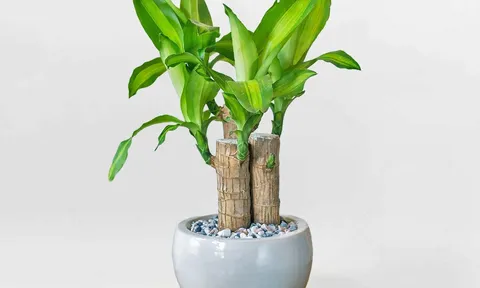 Cây phát tài: Biểu tượng của "năng lượng sạch" trong nhà của người Nhật