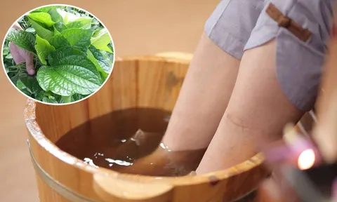 Thường xuyên ngâm chân bằng nước lá lốt, cơ thể có 5 thay đổi bất ngờ