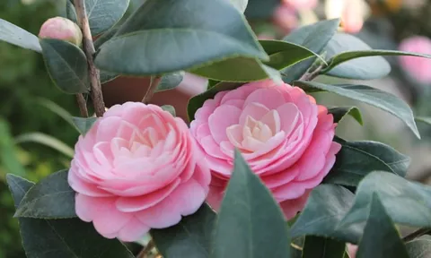 Trước hiên nhà trồng 1 cây này, vừa nở hoa siêu đẹp, lại đón tài lộc vào nhà, vừa là vị thuốc quý