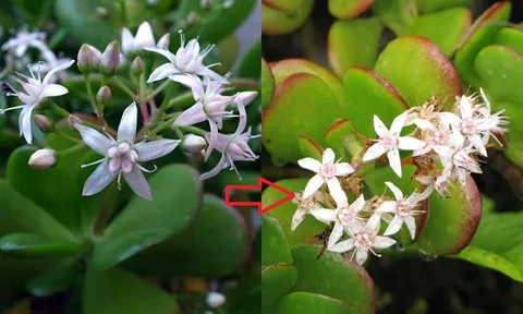 4 cây trong nhà ra hoa Lộc đến - Tiền về, số 1 nhiều người không biết lại nhổ bỏ