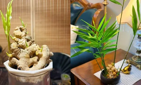 Tết 2026 nên bày 3 loại cây này trong nhà để hút tài lộc, cả năm phát đạt