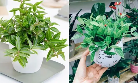 3 cây cảnh phong thủy mới lạ cần có trong năm mới để tài vận hanh thông