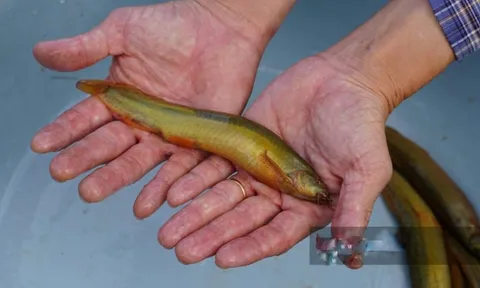 Nuôi loài cá ham rúc bùn, ăn đêm, thịt thơm, xương ít: Người nông dân lãi đậm sau 4 tháng