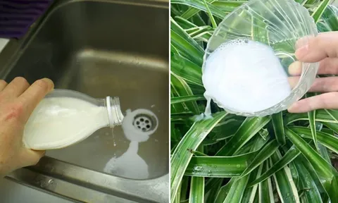 Nhà có sữa tươi hết hạn đừng đổ bỏ, giữ lại có 4 công dụng tuyệt vời