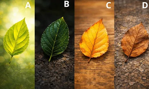 Quiz: Chọn một chiếc lá để biết bạn giàu nhất ở độ tuổi nào