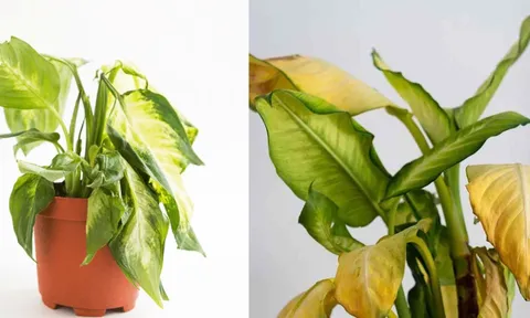 Trong nhà Cây Chết Liên Tục là Điềm Báo gì? Gia chủ chớ chủ quan