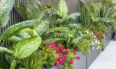 3 dấu hiệu cây trong nhà đang “hút” năng lượng của gia chủ, xử lý ngay kẻo hao lộc