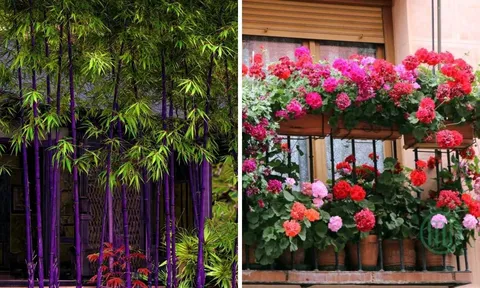 4 cây cảnh “đổi vận” được giới giàu ưa chuộng: Càng trồng càng sinh lộc, nhà cửa thêm vượng khí