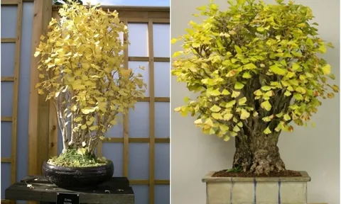 5 cây cảnh mang lại bình an, tài lộc và phú quý trong năm mới