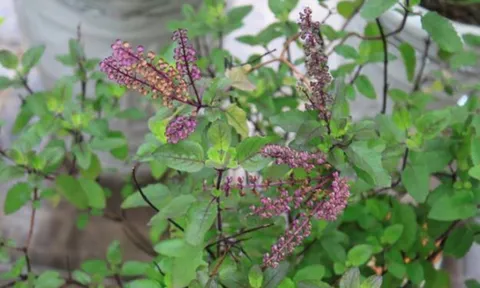 5 loài cây là cây thuốc quý trong vườn, vừa là cây cảnh phong thủy mang lại bình an