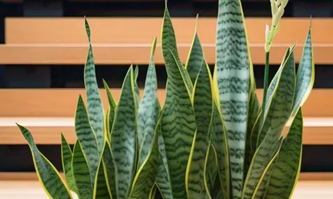 Cây lưỡi hổ tốt cho phong thuỷ nhưng không Đơn Giản: Nhiều người đặt sai vị trí mà không hay