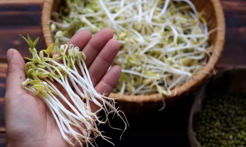 Mẹo bảo quản giá đỗ 7 ngày vẫn giòn ngon, không thâm đen