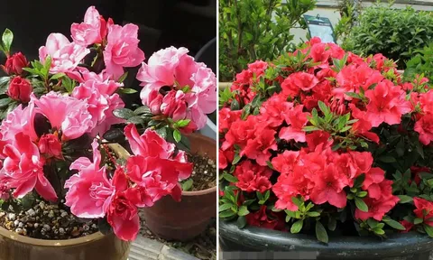 Người thuộc 2 mệnh này trồng hoa đỗ quyên trong nhà vào dịp Tết Bính Ngọ 2026, năm mới tiền vào như nước