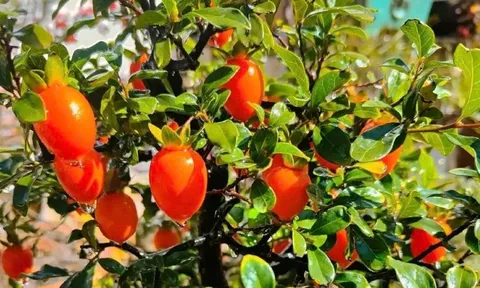 Gần Tết, trong nhà có 1 cây hồng đá này, tụ tài, hút lộc, năm mới phúc lộc đầy nhà