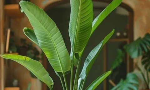 3 dấu hiệu cây cảnh trong nhà đang “hút” năng lượng của gia chủ, cần xử lý ngay để tránh hao tài lộc