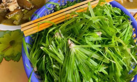 Món rau dại giòn ngọt chỉ xuất hiện khi miền Tây vào mùa nước nổi