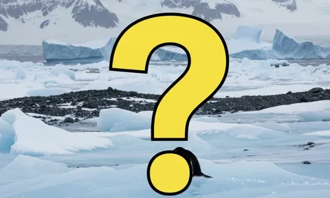 Chim gì có cánh nhưng không bay, lại bơi cực giỏi? Câu đố quen mà nhiều người vẫn trả lời sai