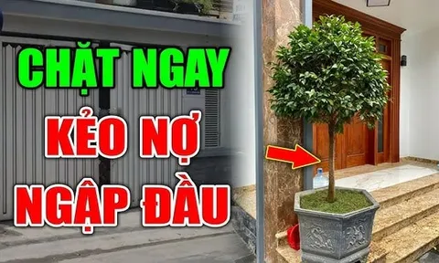 4 loại cây xui tận mạng, đẹp - thơm mấy cũng đừng dại mang về