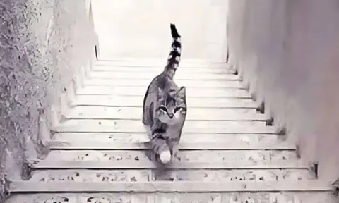 Quiz tính cách: Công việc nào giúp bạn đạt được thành công?