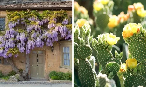 Trồng 5 cây cảnh này vừa bảo vệ gia đình vừa đẹp nhà, khoẻ người, tiền bạc đổ về không dứt