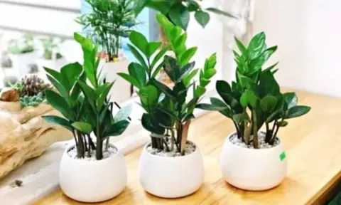 3 loại cây phong thủy nên đặt phòng khách năm Bính Ngọ 2026: Hút tài lộc, tiền bạc hanh thông
