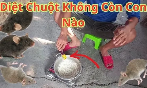 4 thứ để trong nhà chuột sợ chạy xa, không cần dùng bả