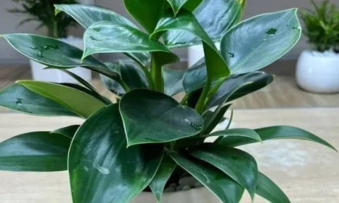 Trắc nghiệm vui: Tâm hồn bạn trẻ trung hơn bao nhiêu tuổi so với tuổi thật?