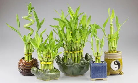 3 loại cây cảnh này, bất kỳ gia đình nào trong năm mới cũng nên trồng để thu hút tài lộc