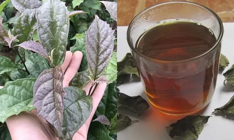 Cách uống nước xạ đen ổn định đường huyết, giảm mỡ máu