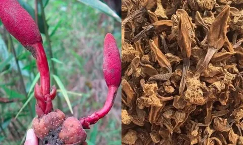 Cây mọc dại tên “ngượng đỏ mặt” mỗi năm chỉ có một mùa, nay thành đặc sản rừng giá 400.000 đồng/kg