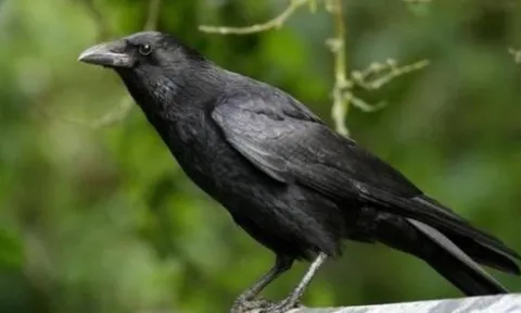 Con cái hỗn hào? Áp dụng ngay “Luật Quạ” - Bí quyết dạy con hiện đại mà vẫn giữ trọn quyền uy