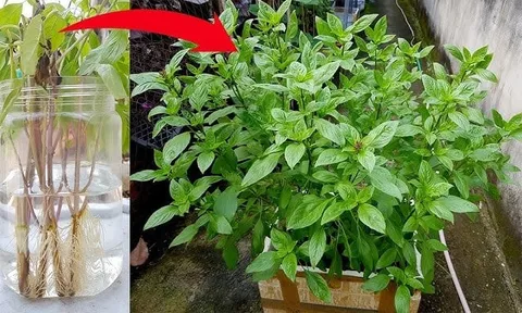 Cách trồng rau húng quế đuổi muỗi, thanh lọc không khí, sẵn gia vị cho món ăn