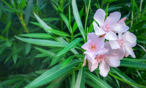 Trong nhà trồng 3 loại cây cảnh này tiền bạc thất thoát, vận xui dễ tìm đến