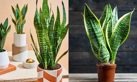 Vì sao để năm Bính Ngọ 2026 tài lộc dồi dào nên trồng cây lưỡi hổ?