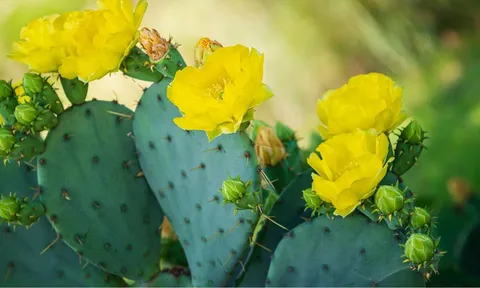 3 loại cây phá phong thủy không nên trồng trong năm Bính Ngọ 2026