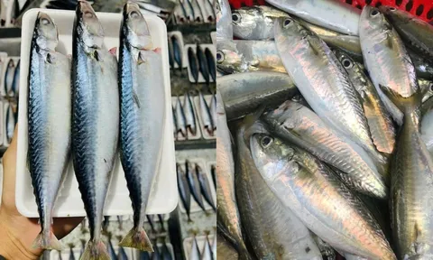 5 loại cá giá rẻ ít ngậm thủy ngân, giàu omega-3 chẳng kém cá hồi, bán đầy chợ nhưng ít người để ý