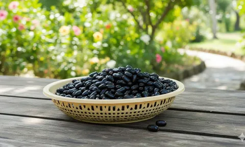 Loại quả rừng Bảy Núi từng chín rụng chẳng ai hái, nay thành đặc sản lạ giá 100.000 đồng/kg