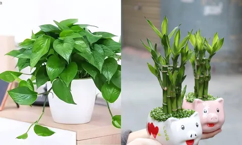 5 loại cây cảnh được ví như 'bùa hộ mệnh' hút tài lộc cho gia chủ, càng trồng càng giàu