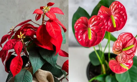 Tết Bính Ngọ 2026: 5 vị trí đặt cây cảnh trong nhà hút tài lộc, sang năm mới hốt vàng hốt bạc