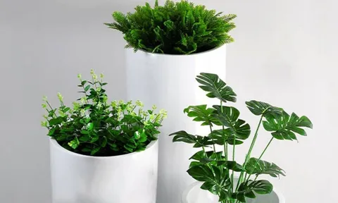 Trắc nghiệm tâm lý: Chọn cây bạn muốn trang trí, khám phá tính cách và vận mệnh của bạn