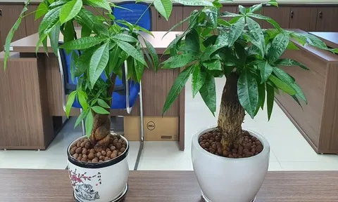 Cây kim ngân - Biểu tượng của tài lộc, may mắn của năm 2026